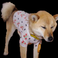 地図の貼り付けも簡単